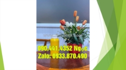 Chai nhựa 1 lít đựng dung dịch chuyên dụng, chai nhựa 500ml đựng chất khử mùi nội thất