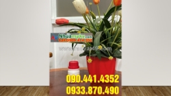 Chai thủy tinh 500ml đựng thuốc thảo dược, chai nhựa hdpe 500ml