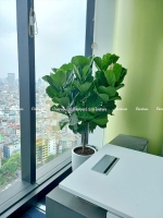 Cho thuê cây cảnh văn phòng hà nội – giải pháp giúp doanh nghiệp “nâng tầm” không gian làm việc