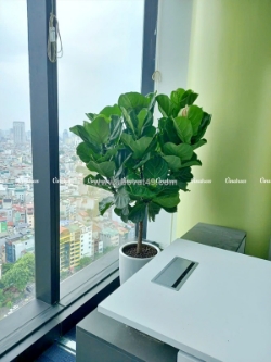 Cho thuê cây cảnh văn phòng hà nội – giải pháp giúp doanh nghiệp “nâng tầm” không gian làm việc