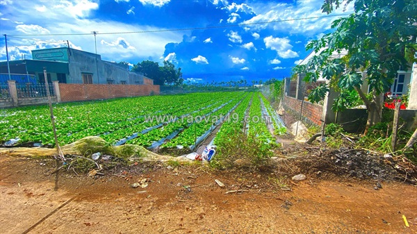 Đất hẻm đt 724 tân hội, đức trọng cũ, lâm đồng 502m2 chỉ 1,6 tỷ