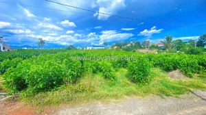 Đất hẻm thông ra đt 724, tân hội, đức trọng cũ, lâm đồng