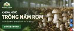 Nấm rơm sạch là gì? cách chọn nấm tươi ngon, an toàn cho gia đình