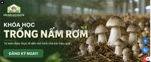 Nấm rơm sạch là gì? cách chọn nấm tươi ngon, an toàn cho gia đình