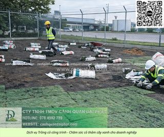 Thi công cỏ công trình giá rẻ cho doanh nghiệp tại đồng nai