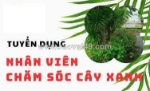 Tuyển nv chăm sóc cây cảnh làm ở q12 & bình dương