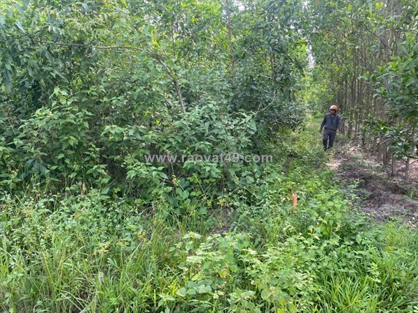 ~/Img/2026/7/dau-tu-sinh-loi-chinh-chu-can-ban-lo-dat-tai-xa-suoi-cao-xuan-loc-dong-nai-02.jpg