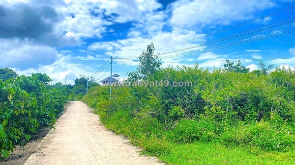 ~/Img/2026/7/hem-ql27-cay-so-5-nthon-ha-duc-trong-cu-lam-dong-01.jpg