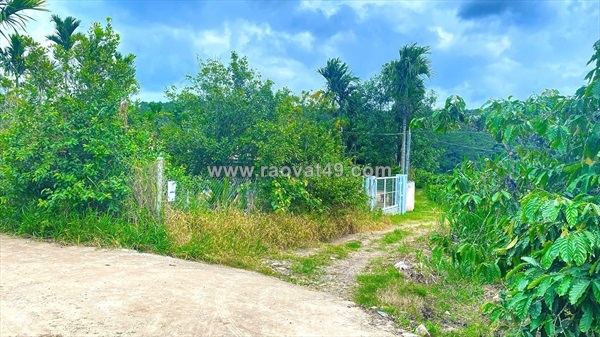 ~/Img/2026/7/hem-ql27-cay-so-5-nthon-ha-duc-trong-cu-lam-dong-02.jpg