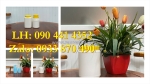Hộp nhựa 0.5 ký vuông đựng thực phẩm thú y, hủ nhựa 1 ký đựng hạt dinh dưỡng