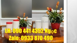 Hủ nhựa 50gr đựng kẹo dẻo, hủ nhựa 100g đựng kẹo mạch nha, hủ nhựa 250g đựng nguyên liệu