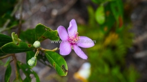Nextrac™ rose myrtle f lc – chiết xuất trái sim cho làn da khỏe và cân bằng