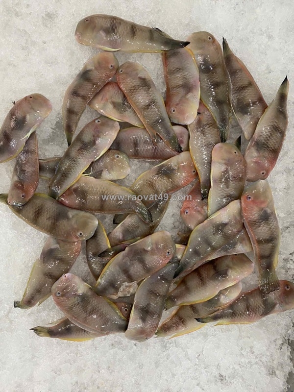 ~/Img/2026/7/nguon-ca-bien-tuoi-uy-tin-giao-tan-noi-tphcm-vi-ngot-chuan-lagi-01.jpg