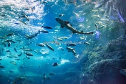 Tour phú quốc 4n3đ cho khách miền tây, khởi hành rạch giá
