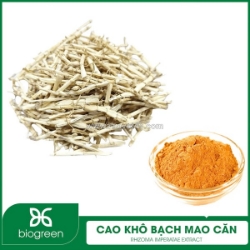 Bán cao khô bạch mao căn - vị thuốc quý trong đông y