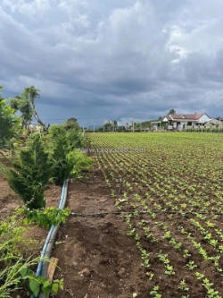 Bán nhanh 3,1 sào hẻm pê tông tân hội, lâm đồng