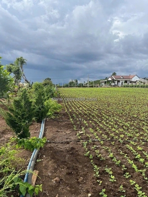 Bán nhanh 3,1 sào hẻm pê tông tân hội, lâm đồng