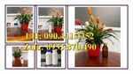 Chai nhựa 250ml đựng nước rửa tay, chai nhựa 100ml xịt phun sương nước lau kính, lau bếp, lau tủ