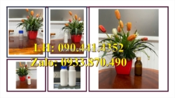 Chai nhựa 250ml đựng nước rửa tay, chai nhựa 100ml xịt phun sương nước lau kính, lau bếp, lau tủ