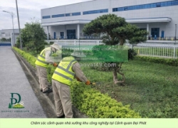 Chăm sóc cây xanh – cắt cỏ kcn an phước đồng nai
