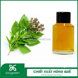 Chiết xuất húng quế - nguyên liệu mỹ phẩm thiên nhiên