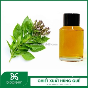 Chiết xuất húng quế - nguyên liệu mỹ phẩm thiên nhiên