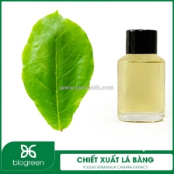 Cung cấp chiết xuất lá bàng nguyên liệu mỹ phẩm hàng chất lượng cao giá tốt