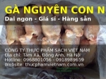 Gà nguyên con giá rẻ – hàng đông lạnh chất lượng, có sẵn hàng