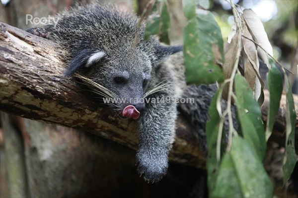~/Img/2026/8/phu-quoc-vay-goi-combo-vinwonders-safari-3n2d-gia-re-cho-ca-gia-dinh-02.jpg