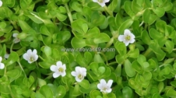 🌿 rau đắng biển – nguyên liệu thiên nhiên trong skincare