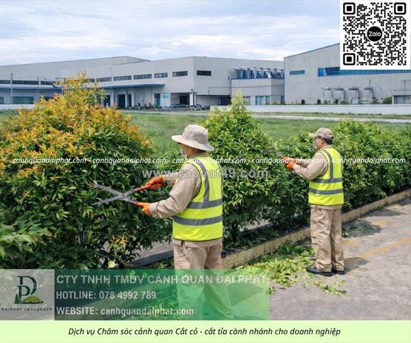 Cắt cỏ – cưa cây – chăm sóc cảnh quan tam phước đồng nai