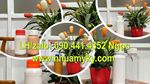 Chai nhựa 500ml đựng kiềm, chai nhựa 250ml đựng dung dịch, bình thủy tinh 100ml đựng tinh dầu thơm
