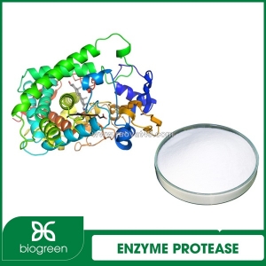Cung cấp enzyme protease hàng chất lượng cao giá tốt