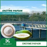 Enzyme papain - cải tạo môi trường nước nuôi trồng thuỷ sản