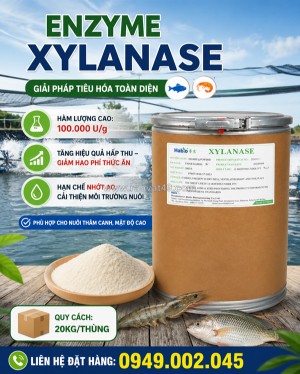 Enzyme xylanase – tăng tiêu hóa, hấp thụ dinh dưỡng & giảm nhớt hiệu quả