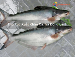 Thủ tục xuất khẩu cá tra đông lạnh